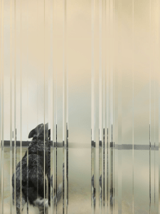 « Aboiements »  - Décembre 2014 – Relation à l'image © V.Champigny - (30×20) sur papier baryté, contrecollé sur plaque de Dibond)